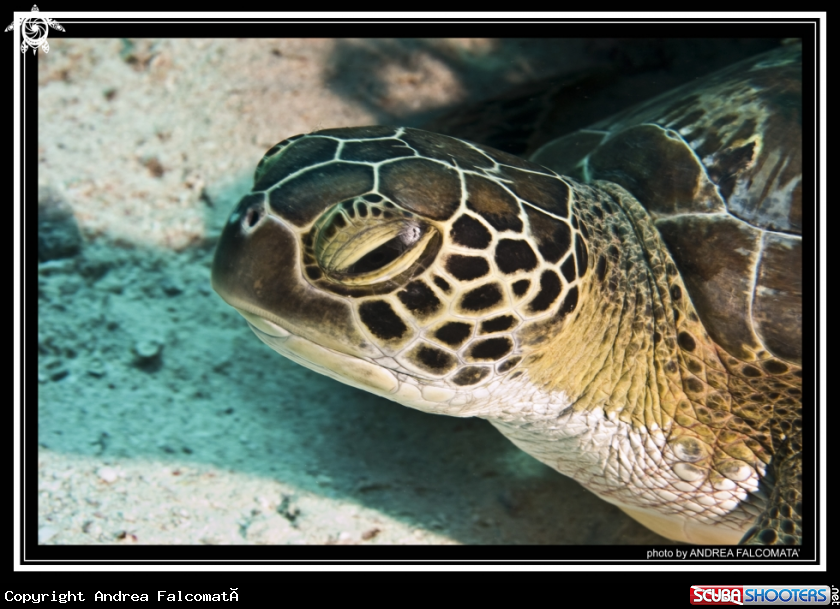 A turtle