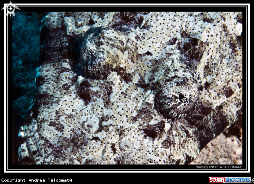 A crocodile fish