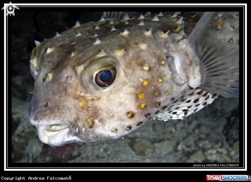 A Porcupinefish