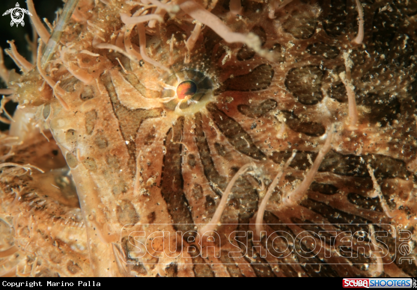 A Hairy Frog Fish