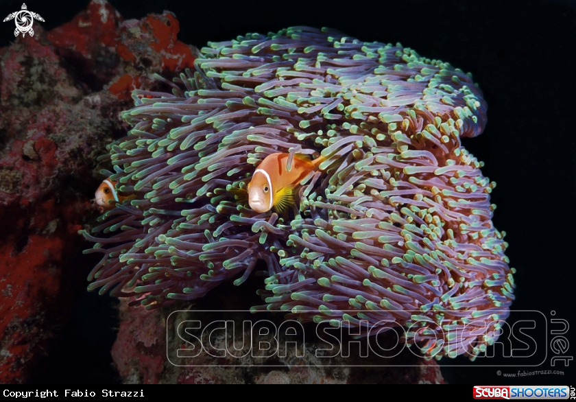 A Anemone fish 