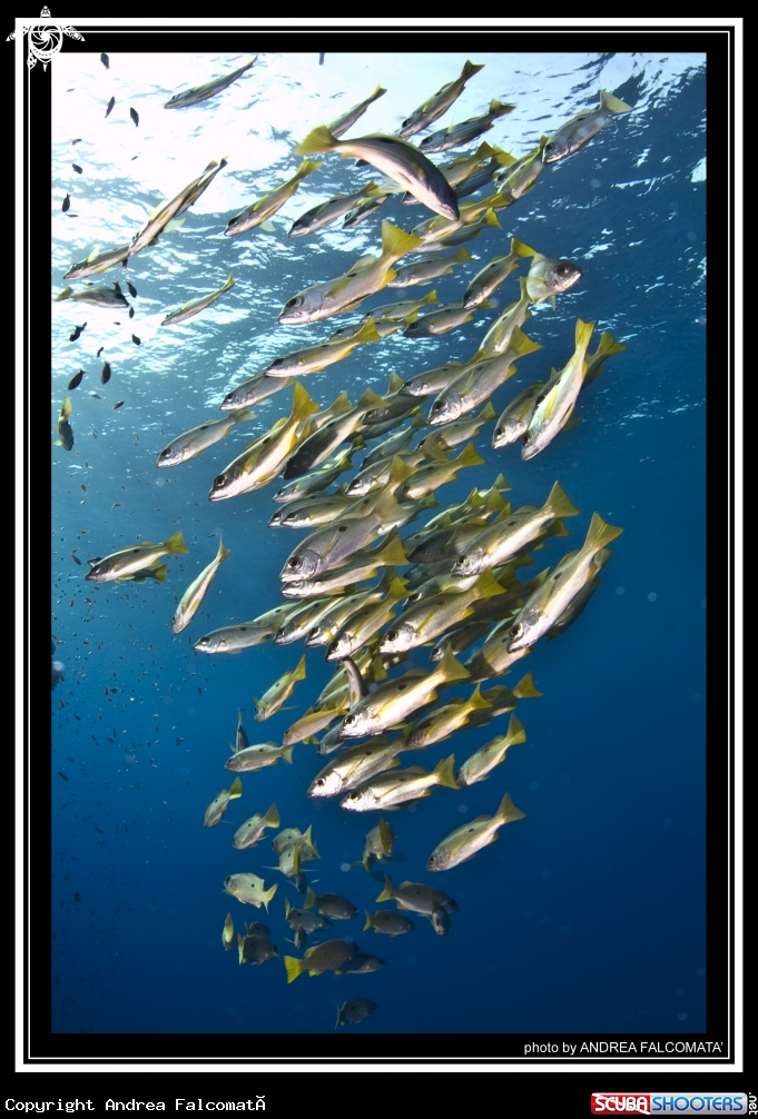 A Fish