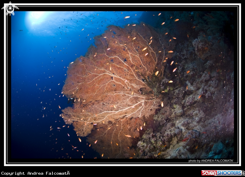 A Gorgonia