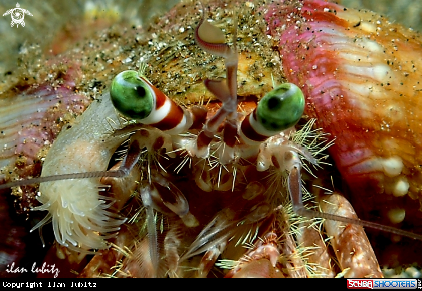 A crab