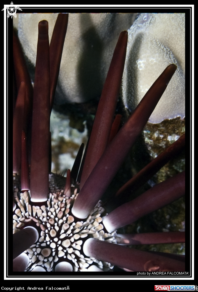 A Red slate pencil urchin