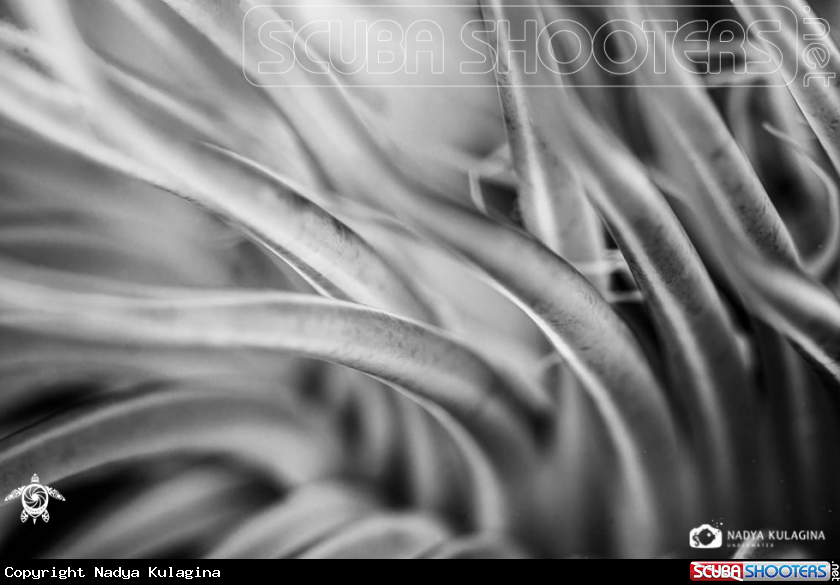 A Tube anemone