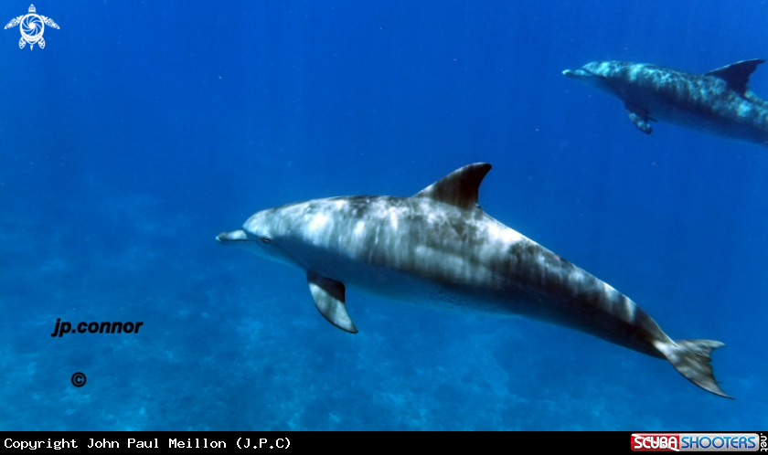 A Dauphins