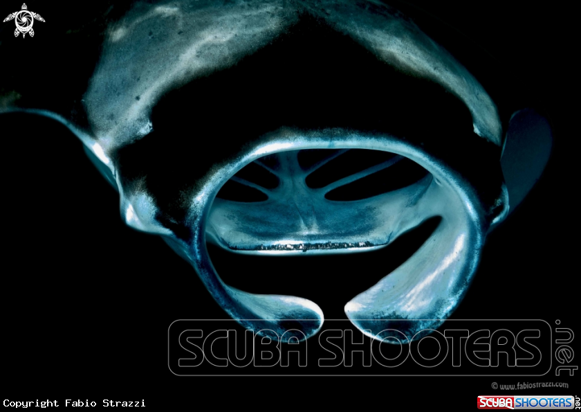 A Manta ray