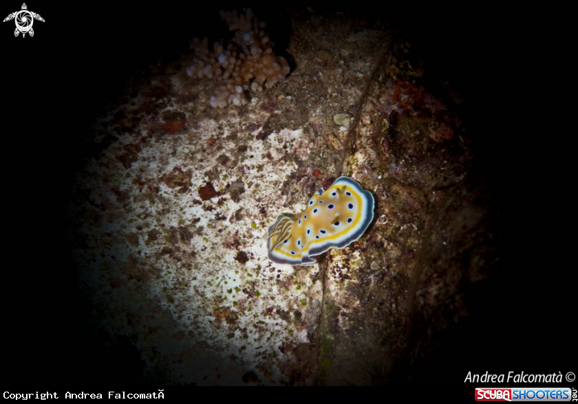 A Nudibranch
