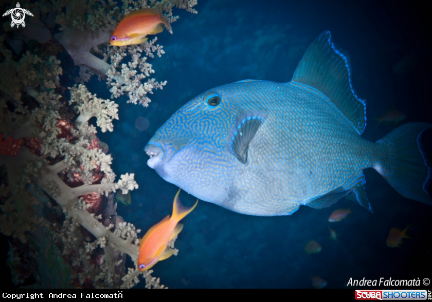 A Pesce Balestra