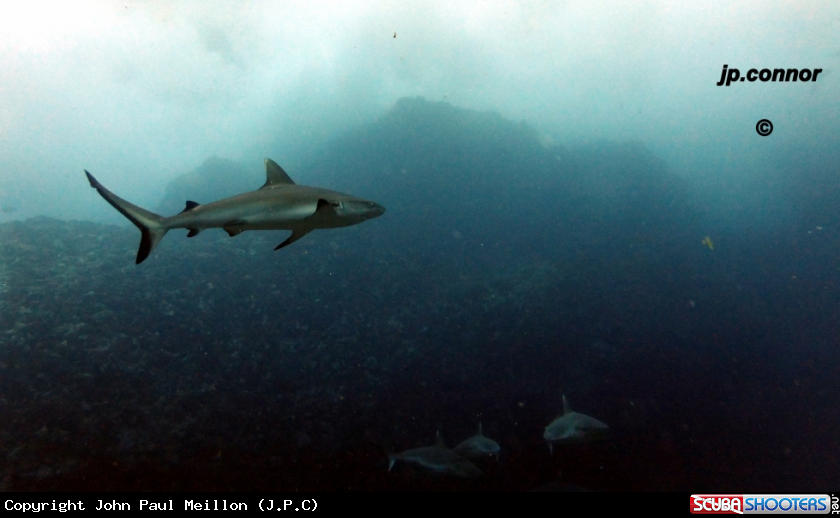 A Requin