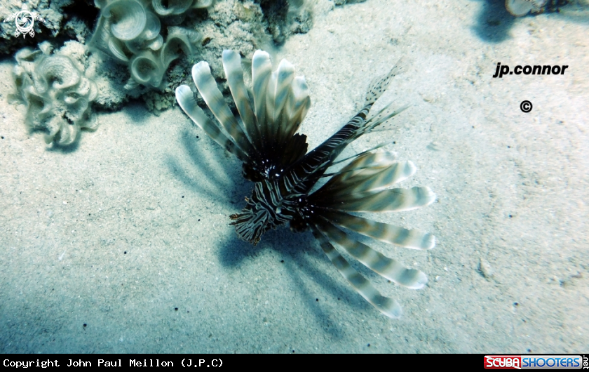 A Lionfish
