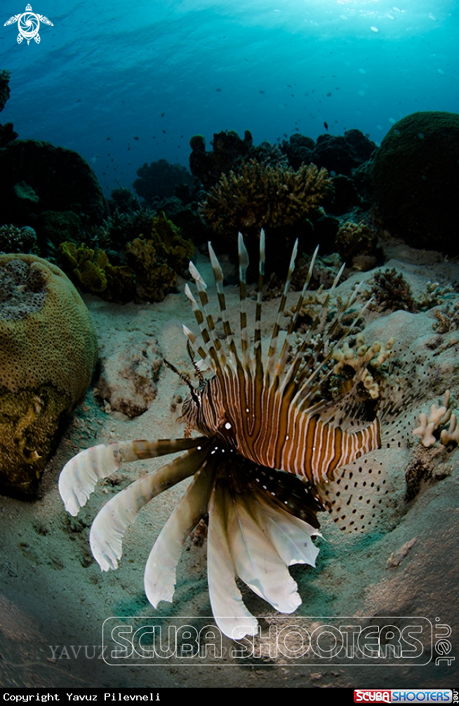 A Lionfish