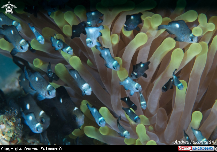 A Anemone & Fish