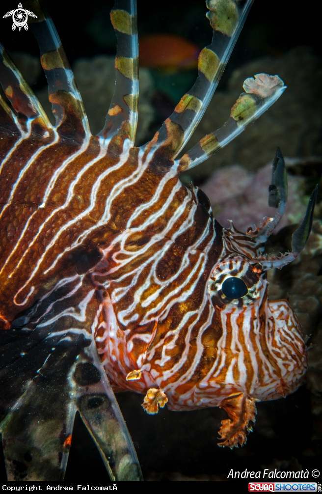 A Pesce Scorpione