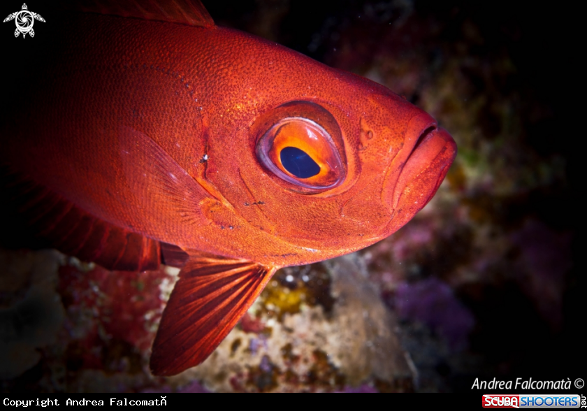 A Bull Eye Fish