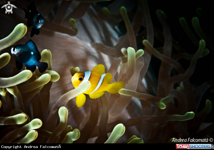 A anemone & clownfish