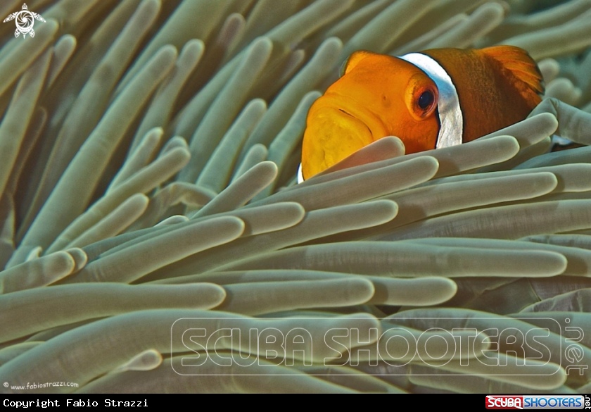 A Anemone fish 