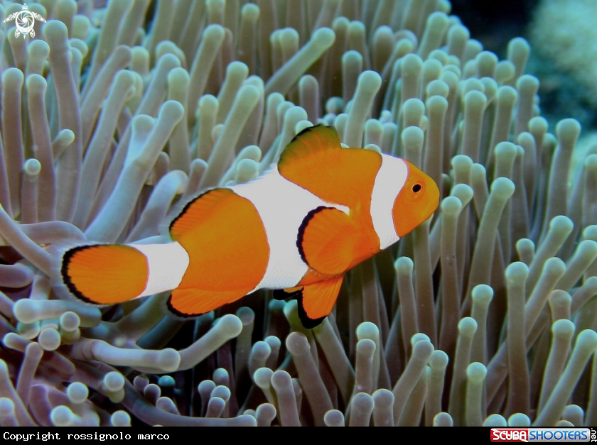 A Amphiprion