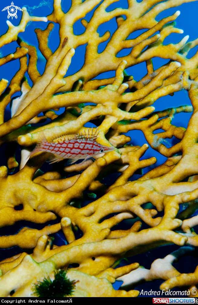 A pesce falco