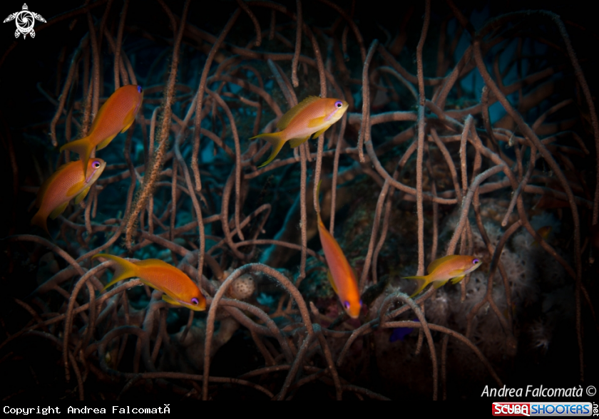 A Anthias