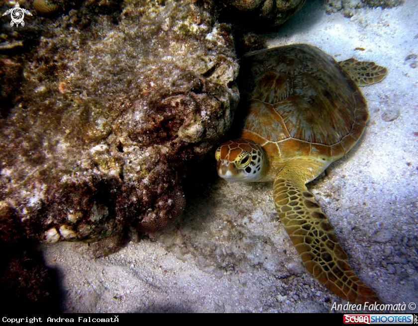 A Turtle