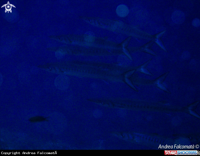 A Barracuda