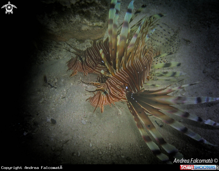A Pesce Scorpione