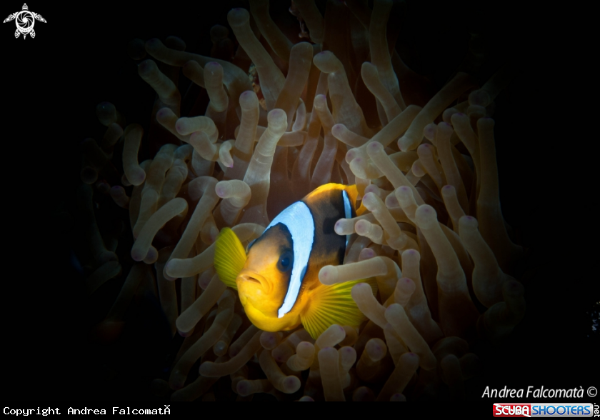 A ClownFish & Anemone