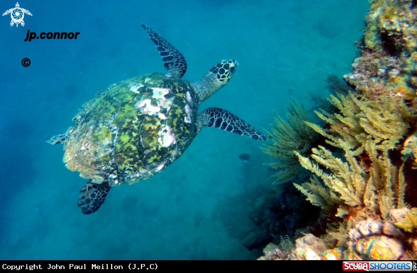 A Tortue Verte