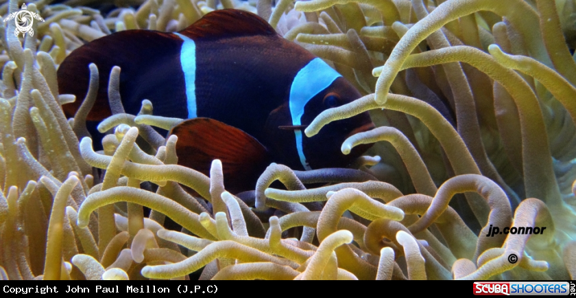 A poissons clowns