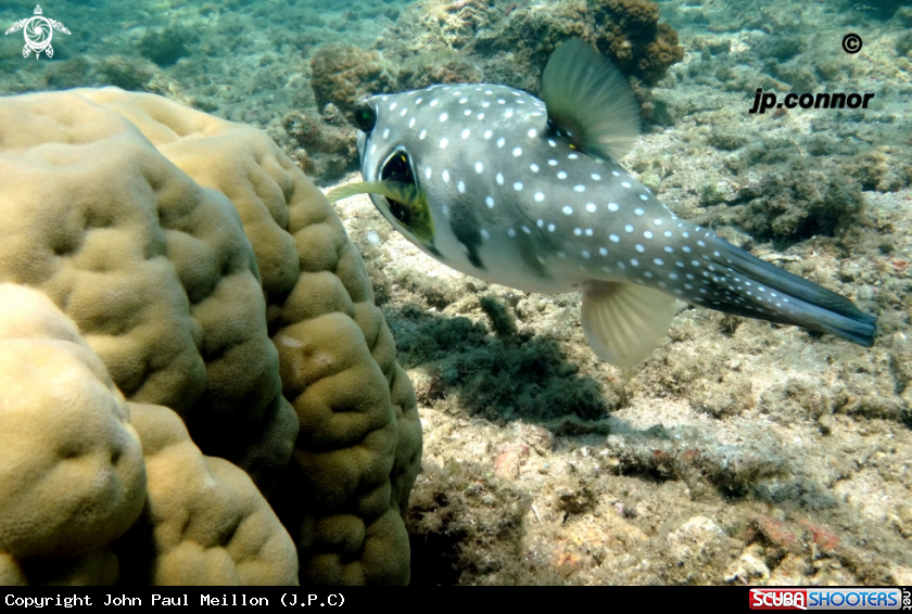 A poisson ballon