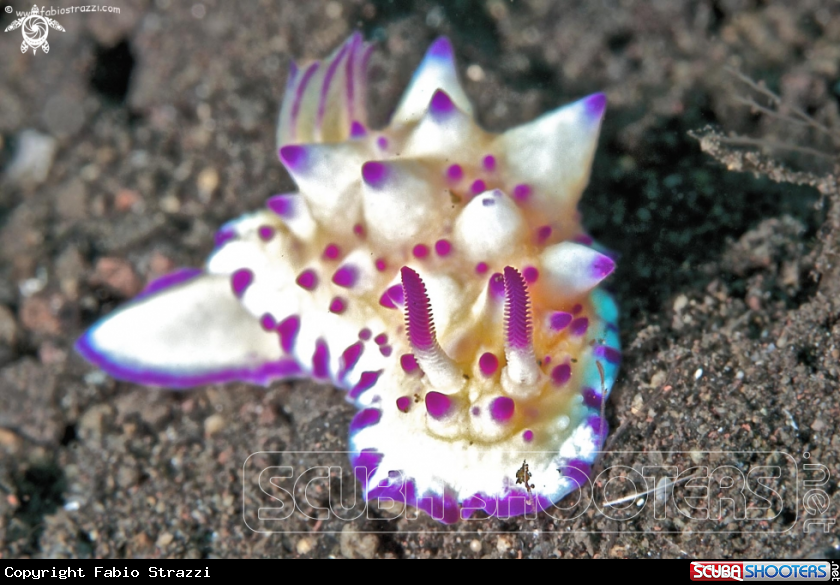A underwater creature