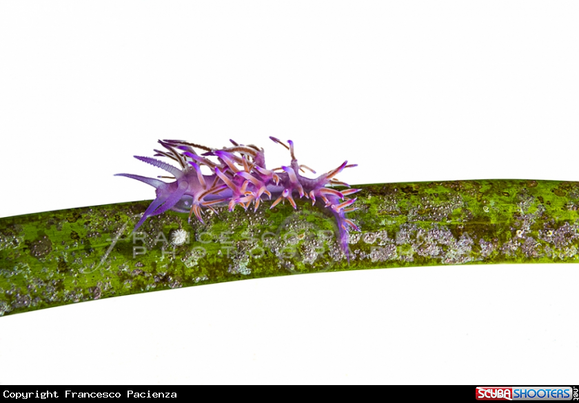 A Flabelina