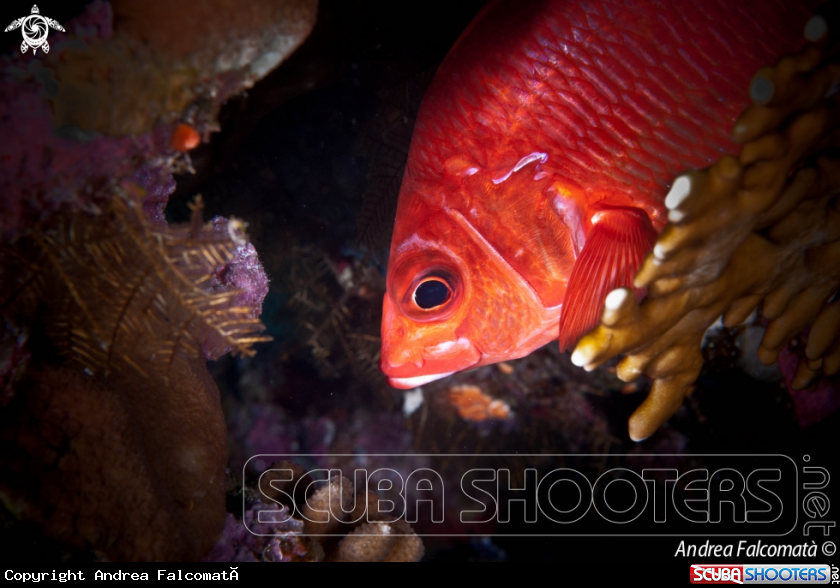 A Pesce scoiattolo