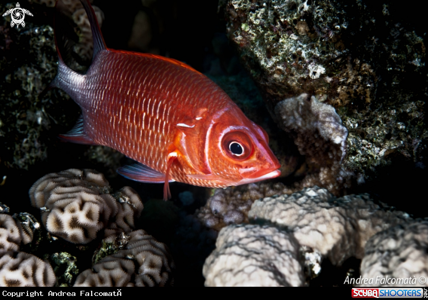 A Pesce scoiattolo