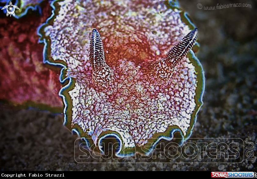 A underwater creature