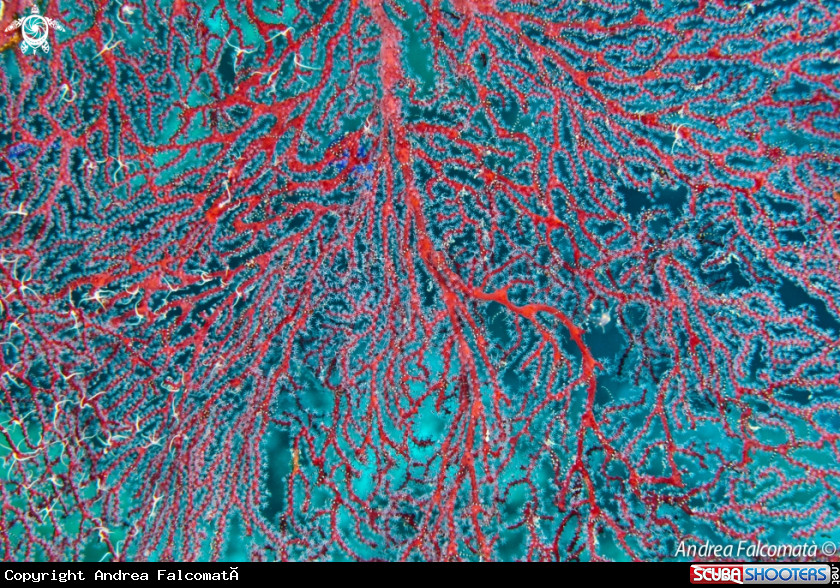 A Red Gorgonia