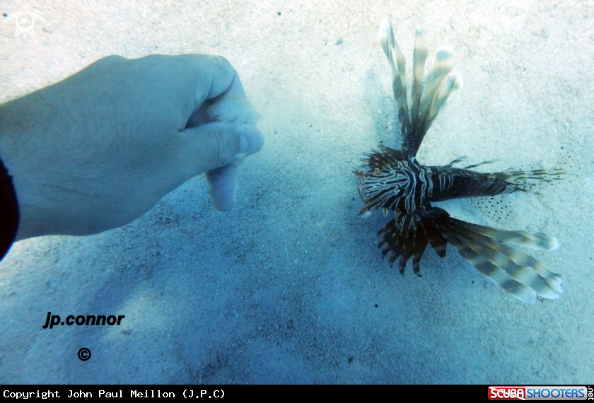 A Lionfish