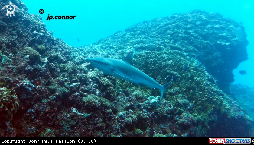 A Requin