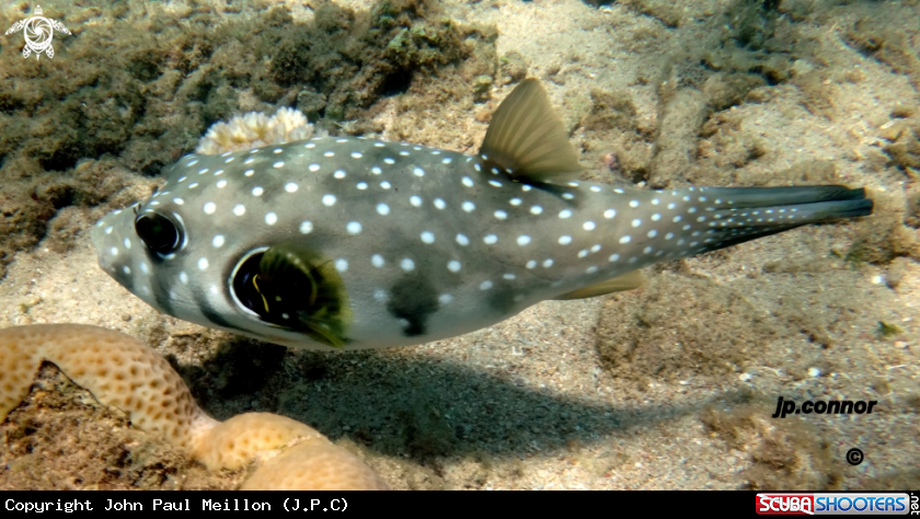 A poisson ballon