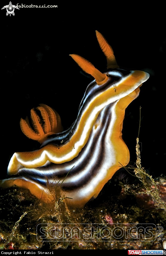 A underwater creature