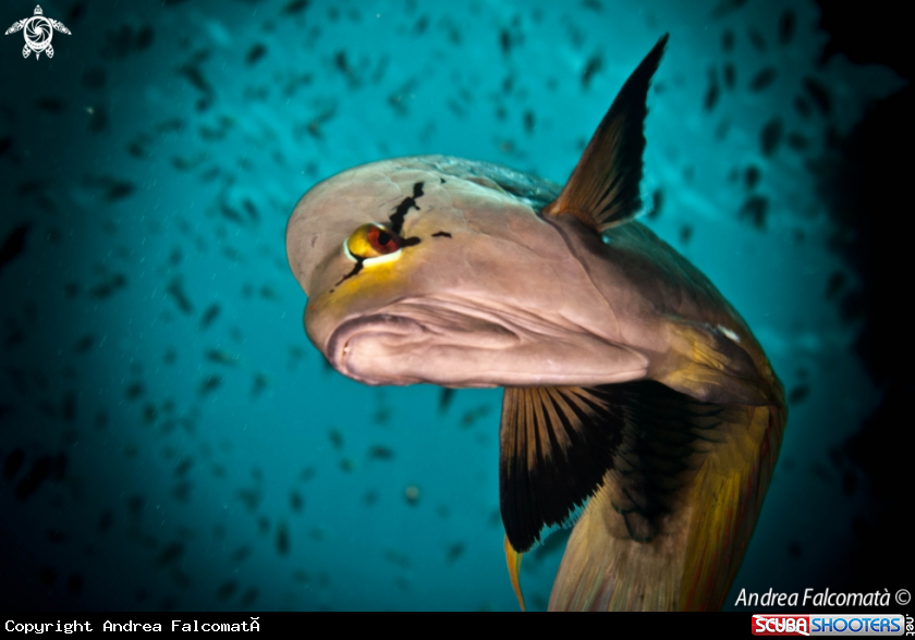 A Fish