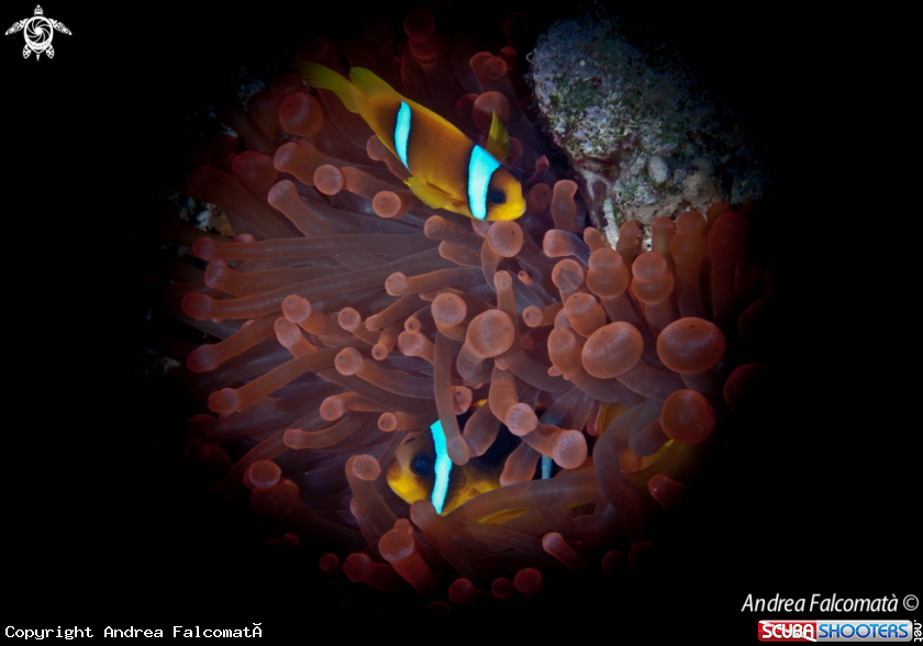 A anemone & clownfish