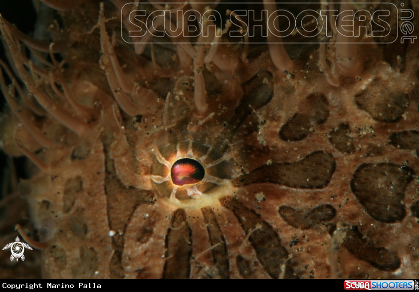 A Hairy Frog Fish