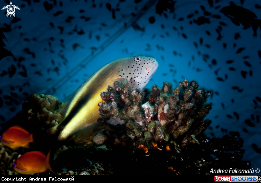 A pesce falco