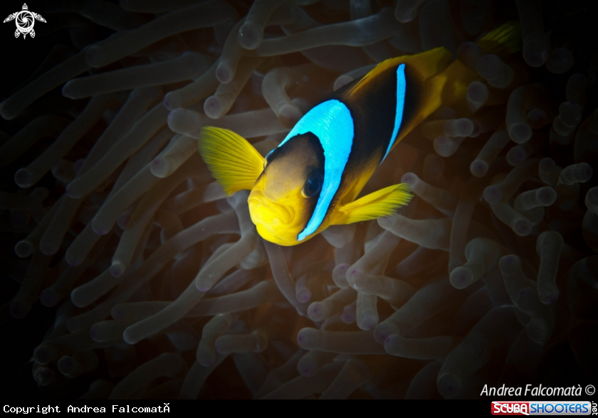 A anemone & clownfish