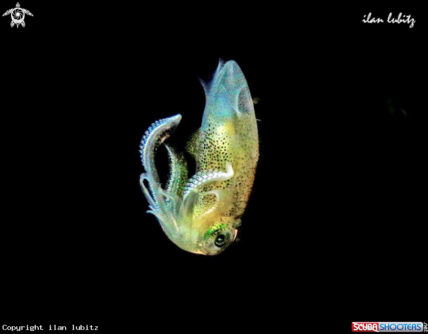 A squid