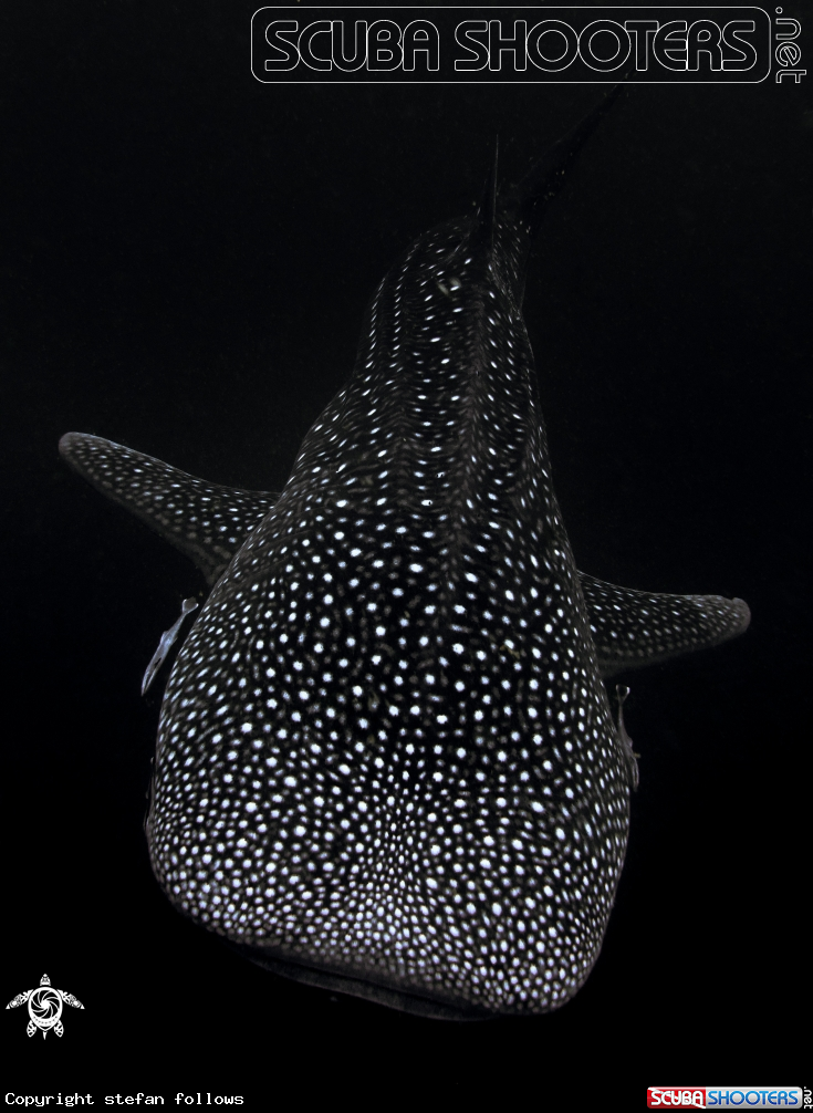 A Whale Shark