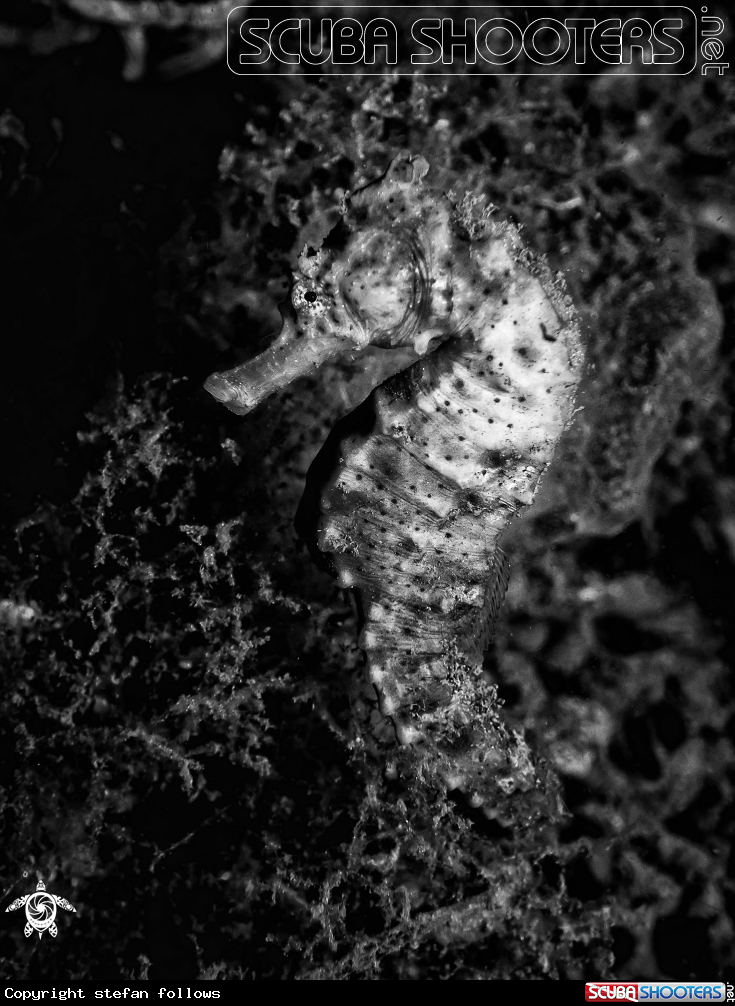 A Common Seahorse